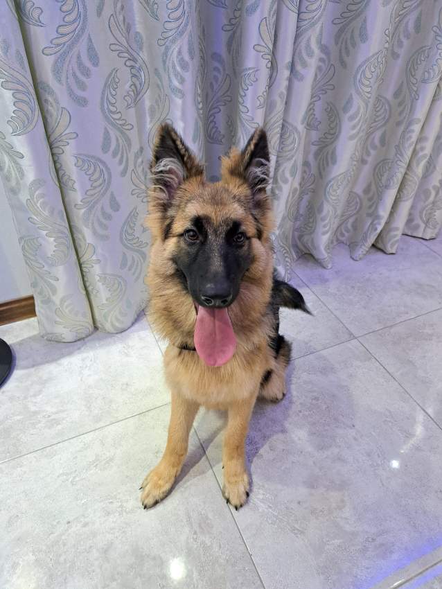 German Shepherd on Aster Vender