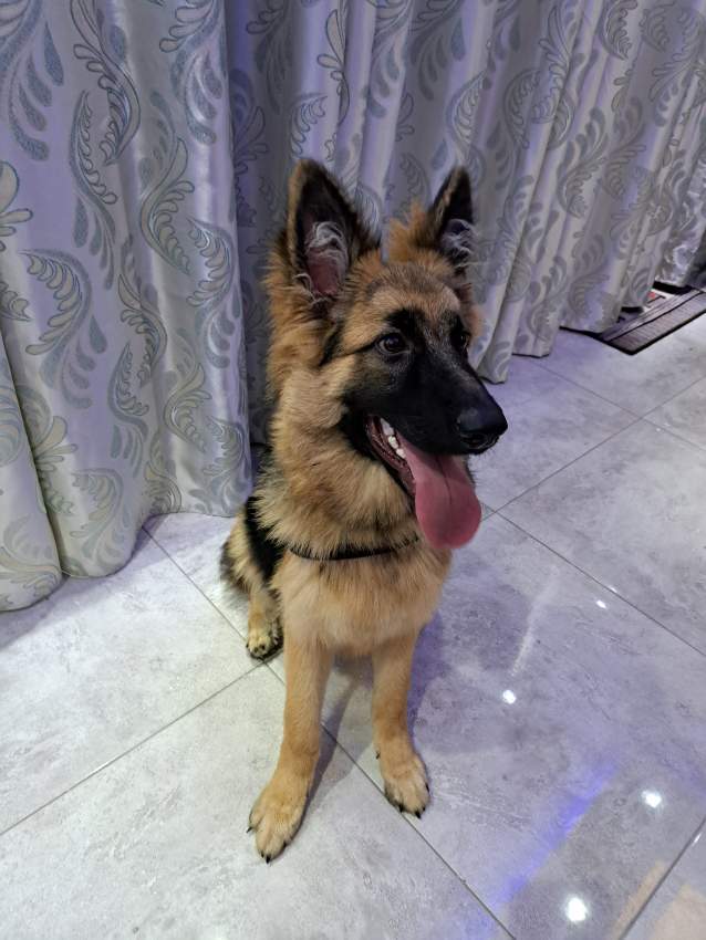 Berger allemand on Aster Vender