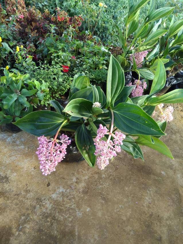 Plant and flower  - 0 - Plants and Trees  on Aster Vender