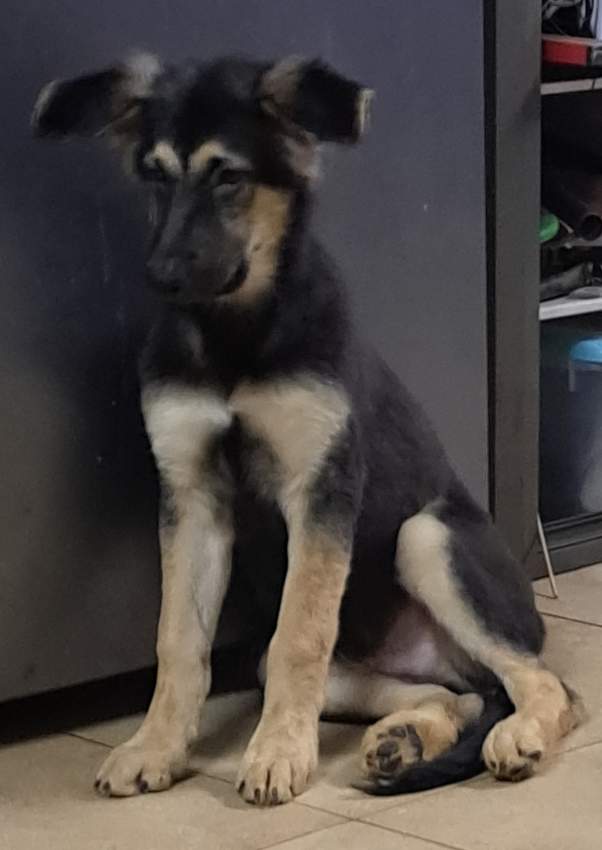 German Shepherd Puppies - 2 - Dogs  on Aster Vender