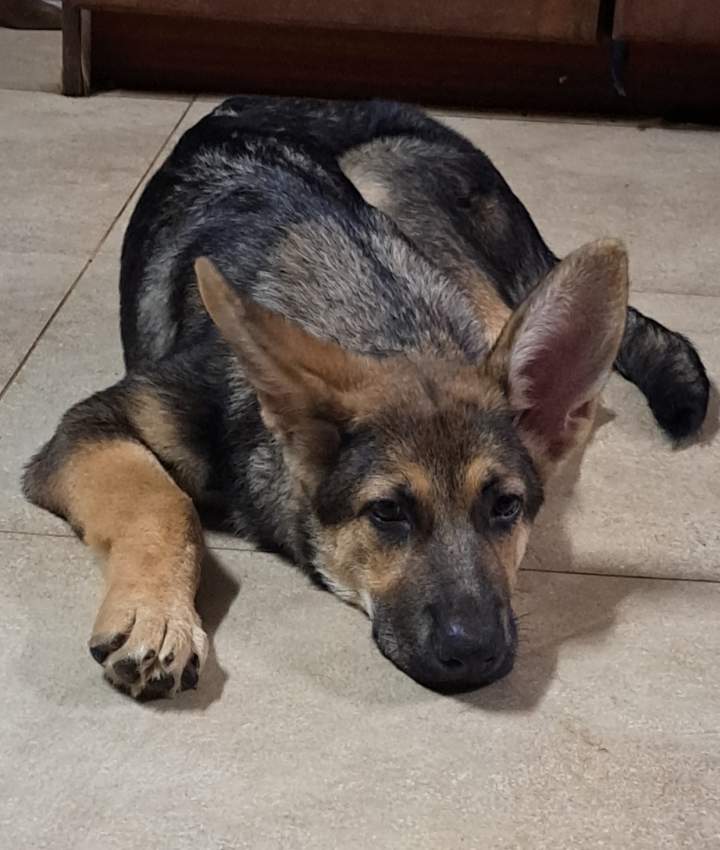 German Shepherd Puppies on Aster Vender