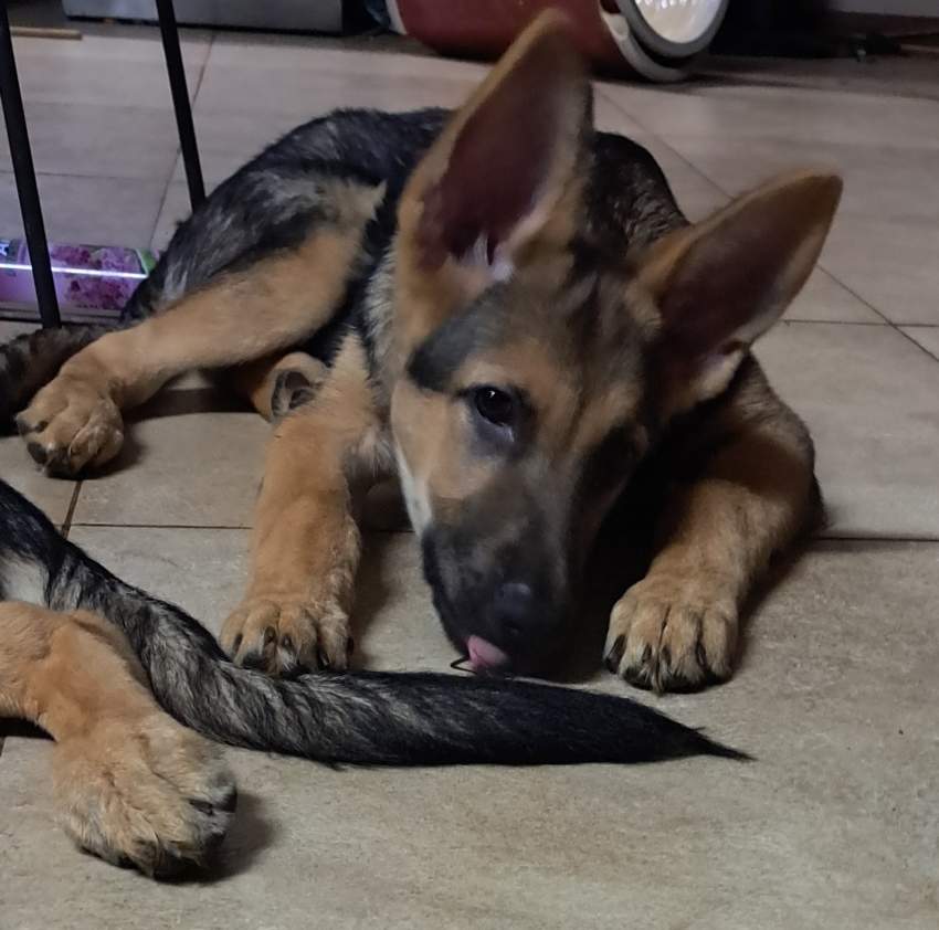 German Shepherd Puppies - 1 - Dogs  on Aster Vender
