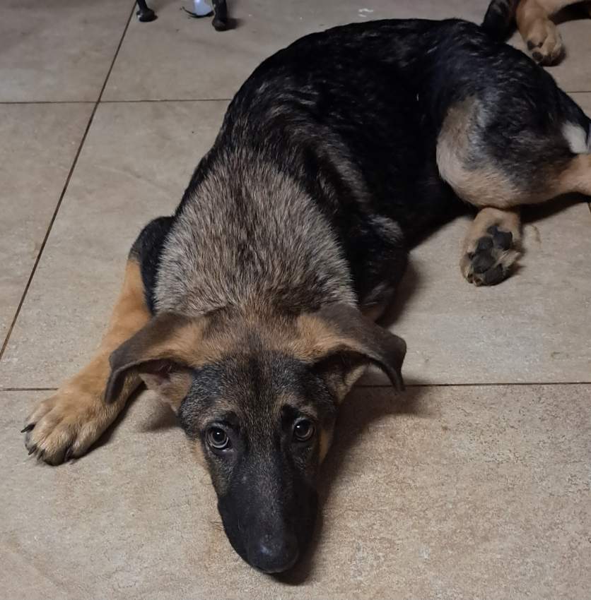 German Shepherd Puppies - 3 - Dogs  on Aster Vender
