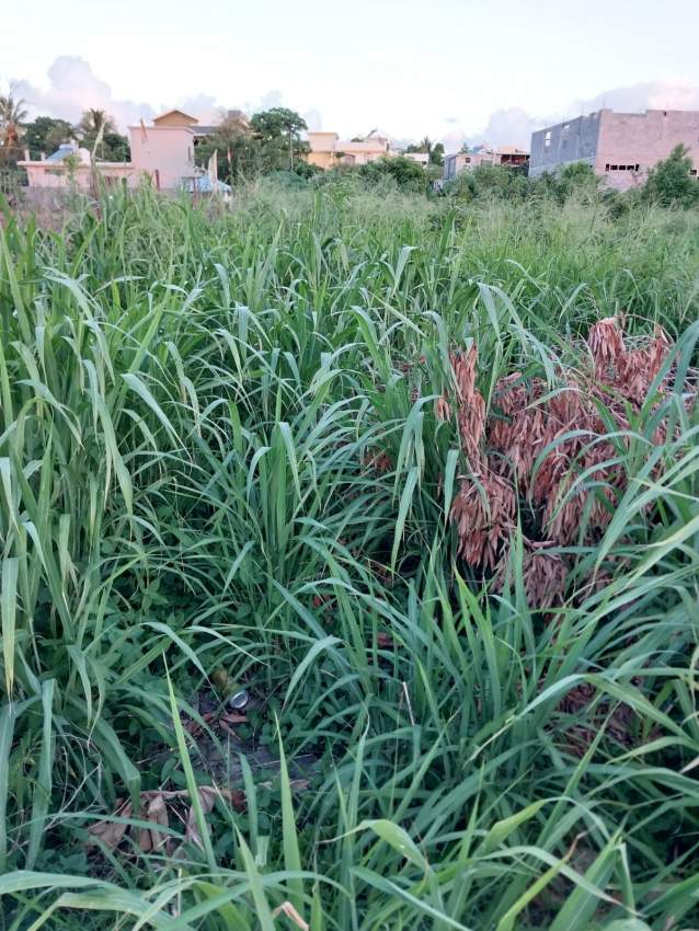 Residential plots - 0 - Land  on Aster Vender