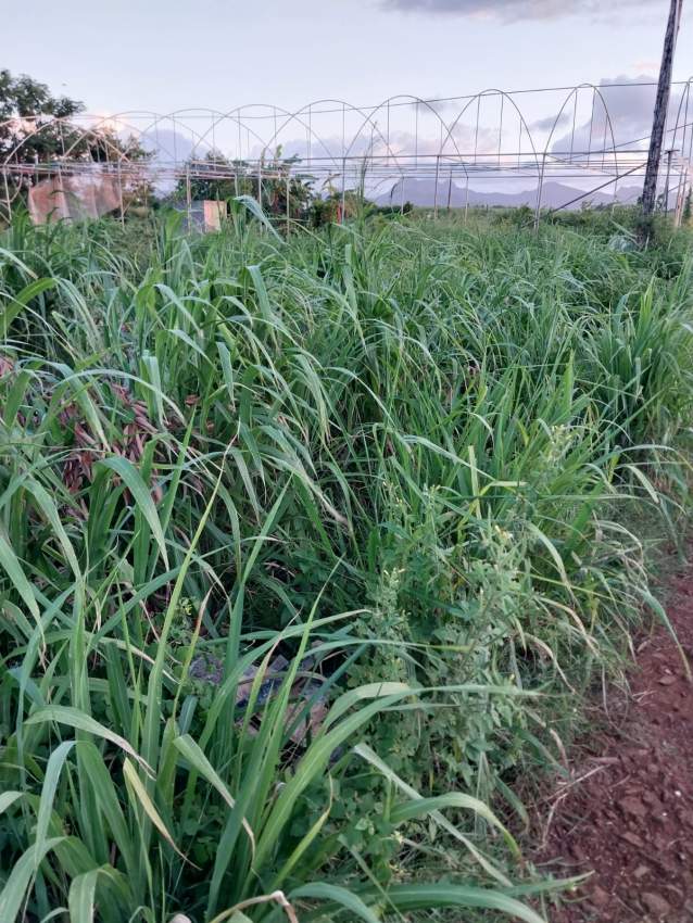 Residential plots - 1 - Land  on Aster Vender