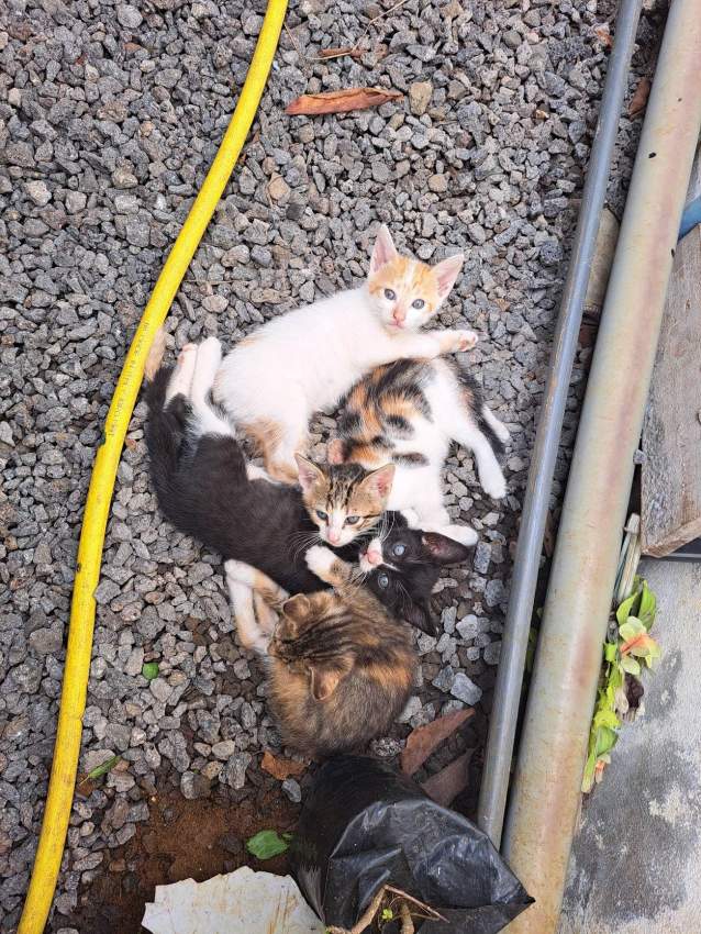 2 kittens for adoption - 0 - Cats  on Aster Vender
