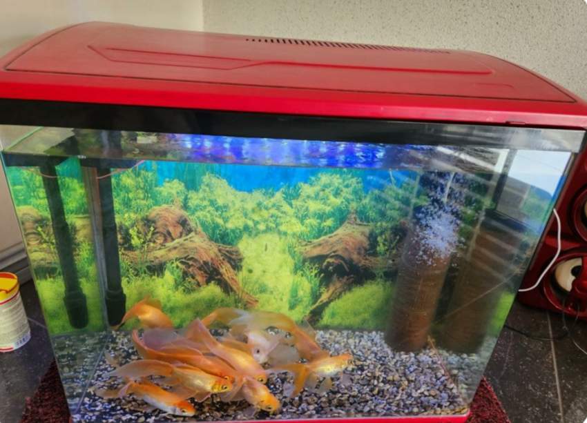 Fish plus aquarium for sale - 1 - Aquarium  on Aster Vender