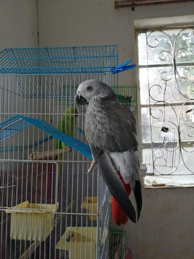 Congo African Grey for Sale - 0 - Birds  on Aster Vender