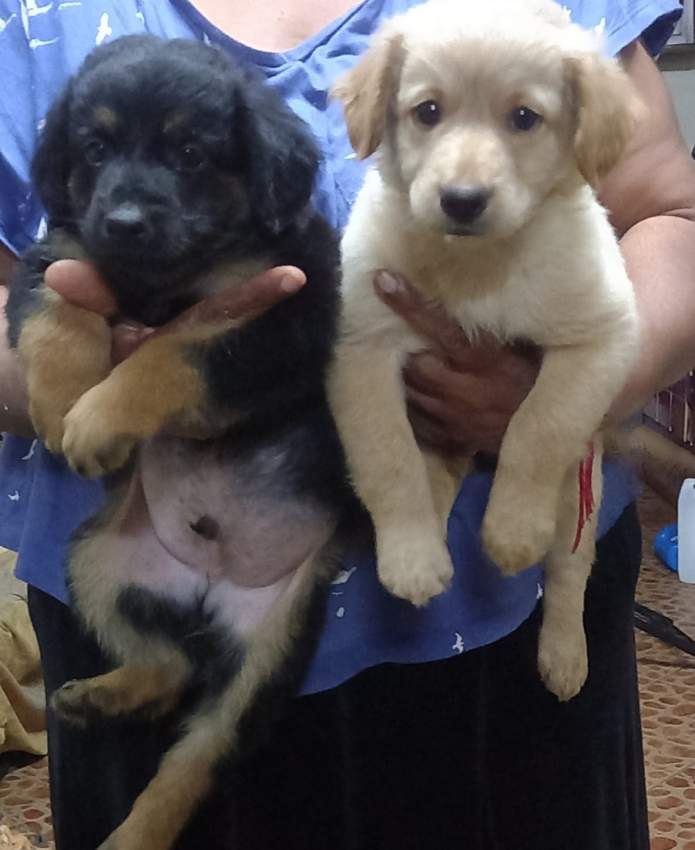 Berger allemand vs berger suisse - 0 - Dogs  on Aster Vender