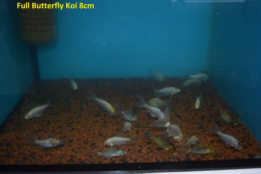 Koi.goldfish,etc as from Rs20 only - 6 -  Aquarium fish  on Aster Vender