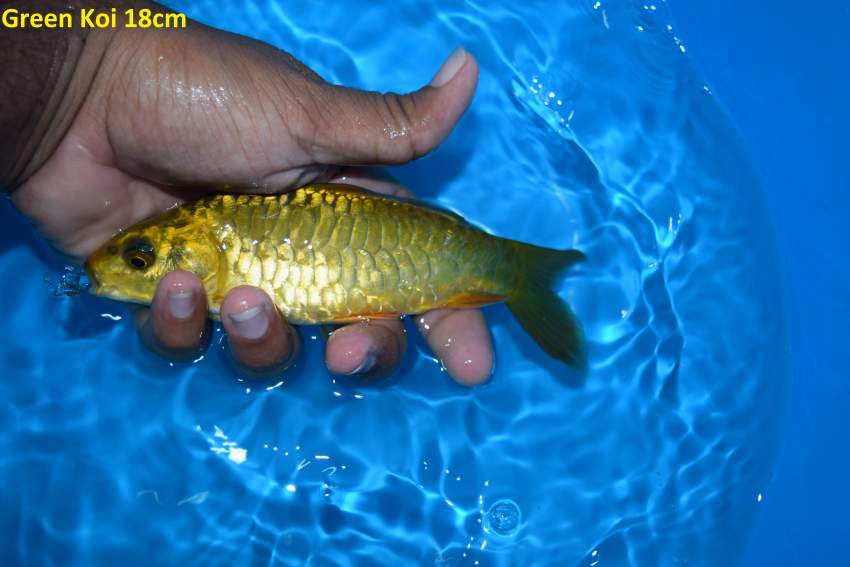 Koi.goldfish,etc as from Rs20 only - 5 -  Aquarium fish  on Aster Vender