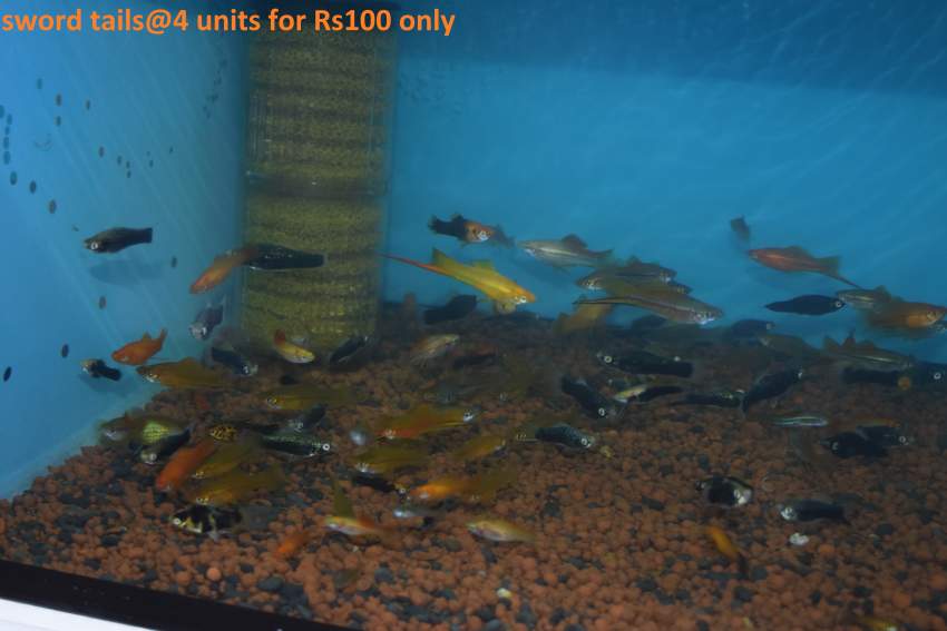 Koi.goldfish,etc as from Rs20 only - 2 -  Aquarium fish  on Aster Vender