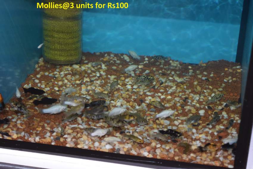 Koi.goldfish,etc as from Rs20 only - 8 -  Aquarium fish  on Aster Vender