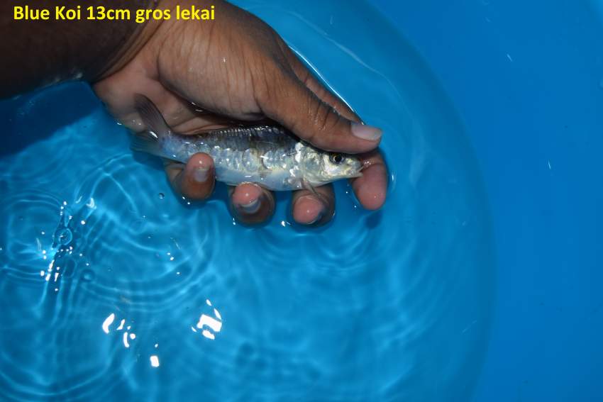 Koi.goldfish,etc as from Rs20 only - 4 -  Aquarium fish  on Aster Vender