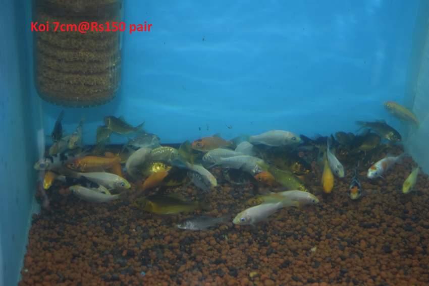 Koi.goldfish,etc as from Rs20 only - 0 -  Aquarium fish  on Aster Vender
