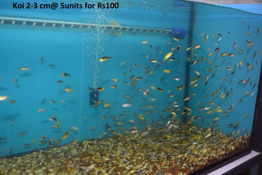 Koi.goldfish,etc as from Rs20 only - 1 -  Aquarium fish  on Aster Vender
