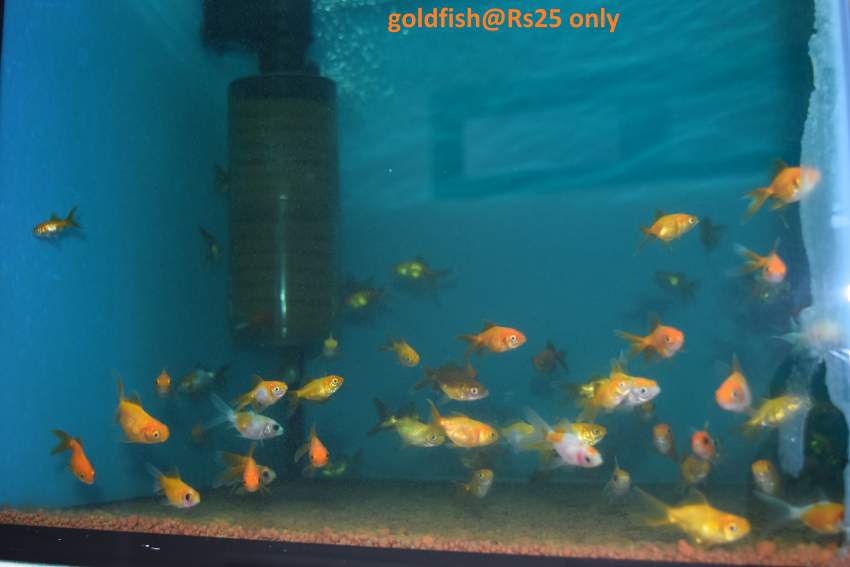Koi.goldfish,etc as from Rs20 only - 3 -  Aquarium fish  on Aster Vender
