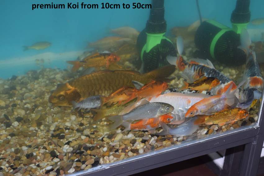 Koi.goldfish,etc as from Rs20 only - 7 -  Aquarium fish  on Aster Vender