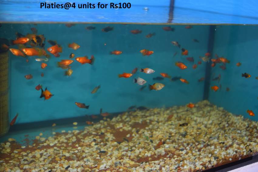 Koi.goldfish,etc as from Rs20 only - 9 -  Aquarium fish  on Aster Vender