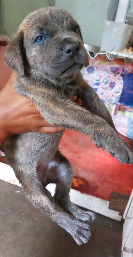 Cane corso puppies - 1 - Dogs  on Aster Vender
