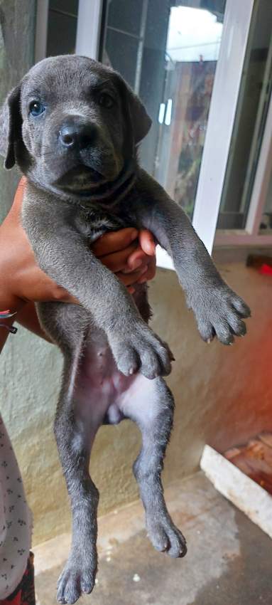 Cane corso puppies  on Aster Vender