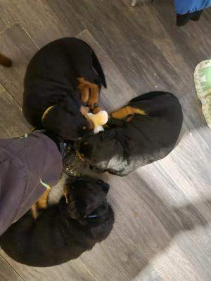 Rottweiler puppies available with recognized affix Enci / Fci. - 3 - Dogs  on Aster Vender
