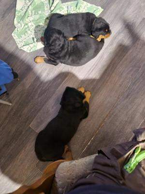 Rottweiler puppies available with recognized affix Enci / Fci. - 2 - Dogs  on Aster Vender