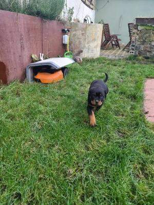 Rottweiler puppies available with recognized affix Enci / Fci. - 1 - Dogs  on Aster Vender