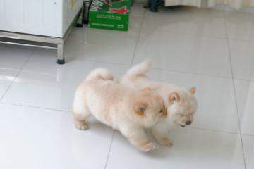Chow Chow puppies - 3 - Dogs  on Aster Vender