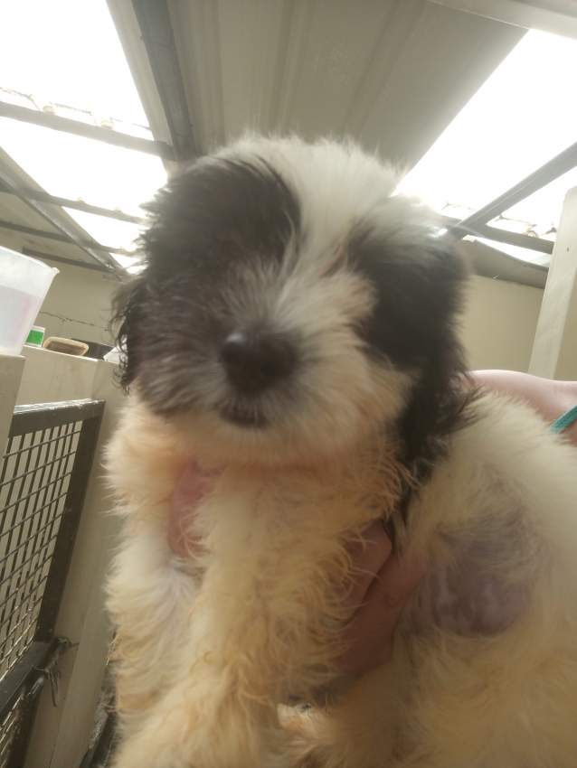 Griffon et goden retriever on Aster Vender