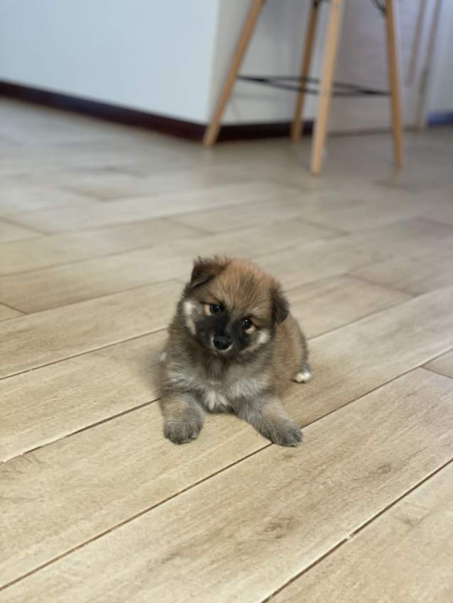 Male German spitz - 2 - Dogs  on Aster Vender