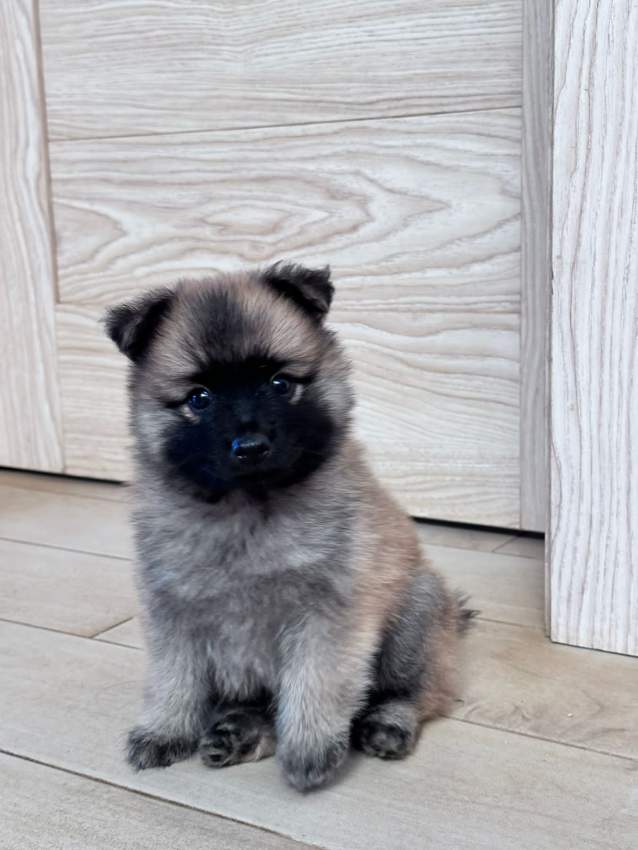 Male German spitz - 1 - Dogs  on Aster Vender