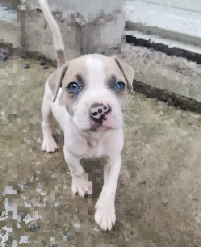 Amstaff à vendre - 3 - Dogs  on Aster Vender