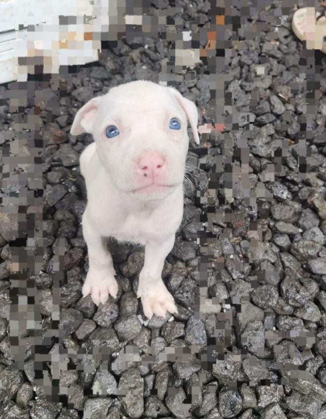 Amstaff à vendre - 1 - Dogs  on Aster Vender