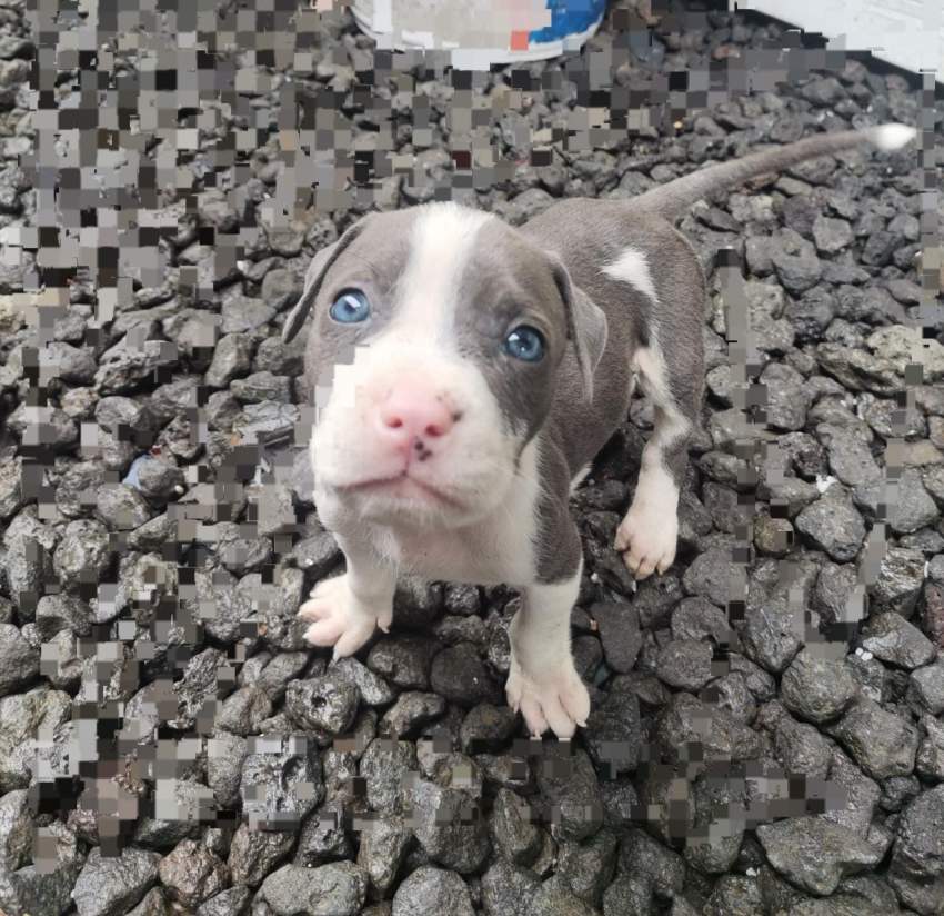 Amstaff à vendre - 2 - Dogs  on Aster Vender