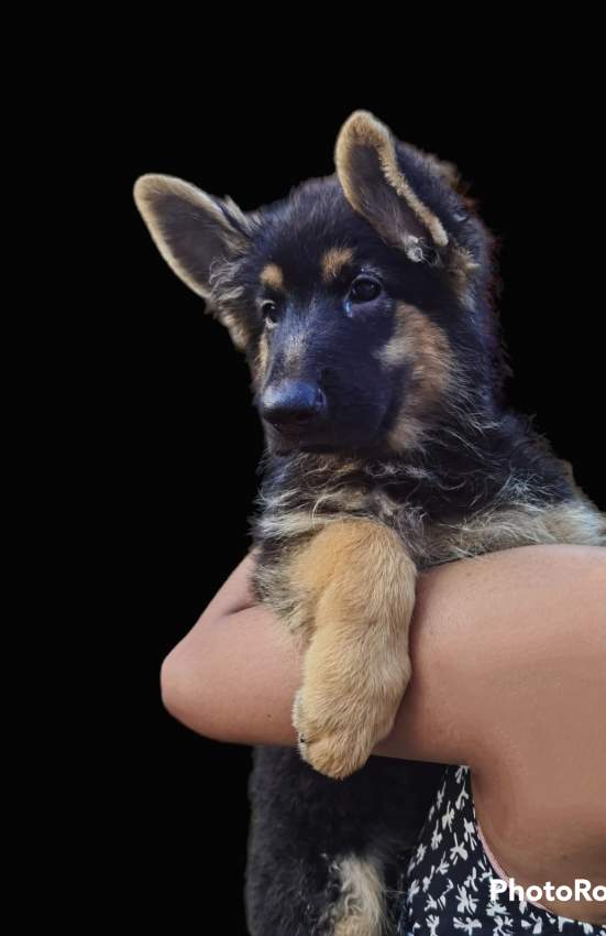 German Shepherd Puppies - 6 - Dogs  on Aster Vender