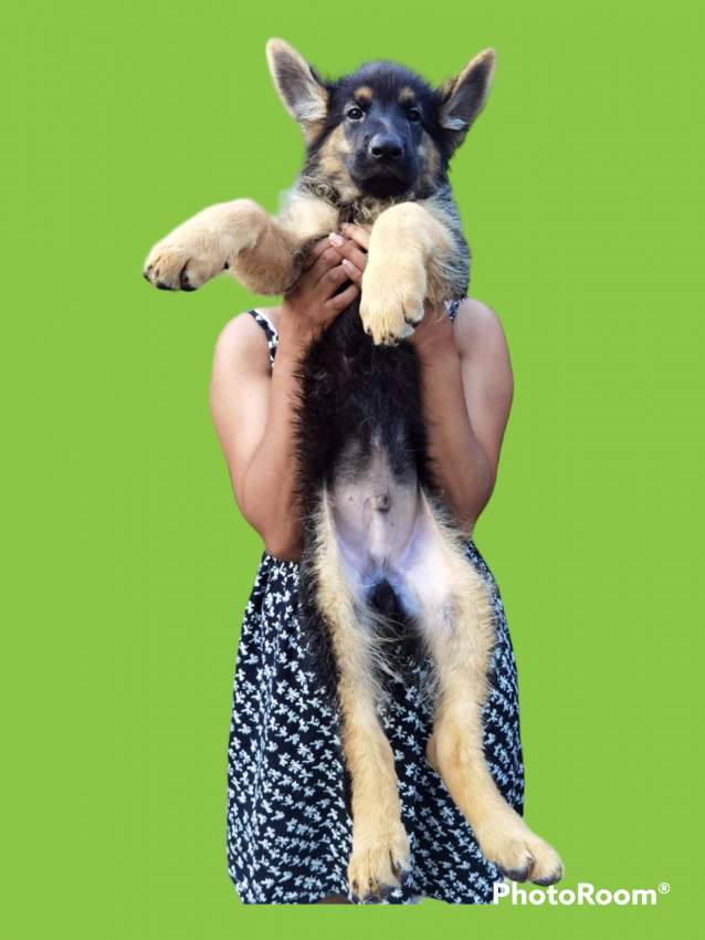 German Shepherd Puppies - 3 - Dogs  on Aster Vender