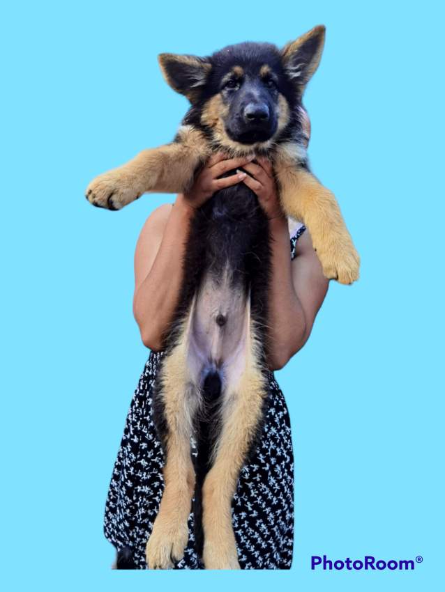 German Shepherd Puppies - 5 - Dogs  on Aster Vender