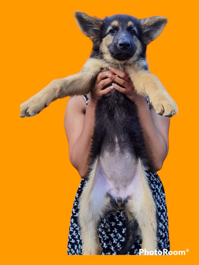 German Shepherd Puppies - 2 - Dogs  on Aster Vender
