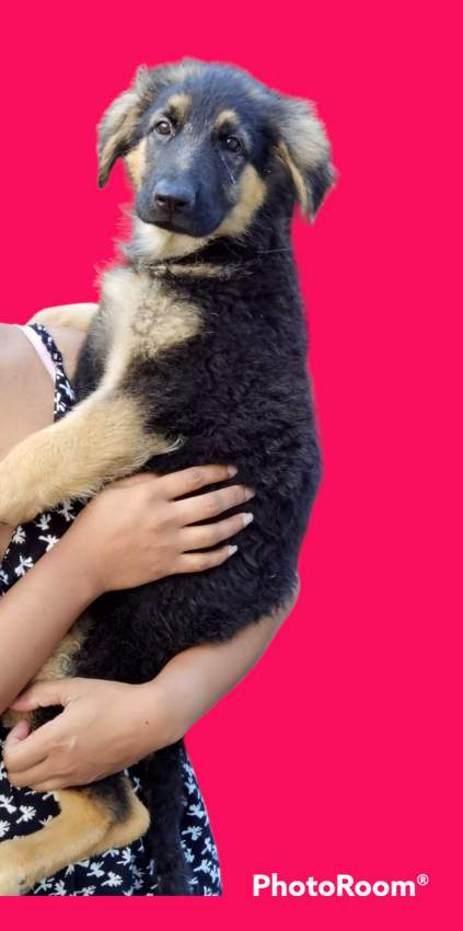 German Shepherd Puppies - 1 - Dogs  on Aster Vender