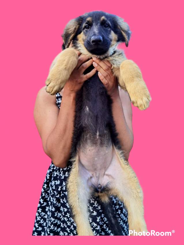 German Shepherd Puppies - 4 - Dogs  on Aster Vender