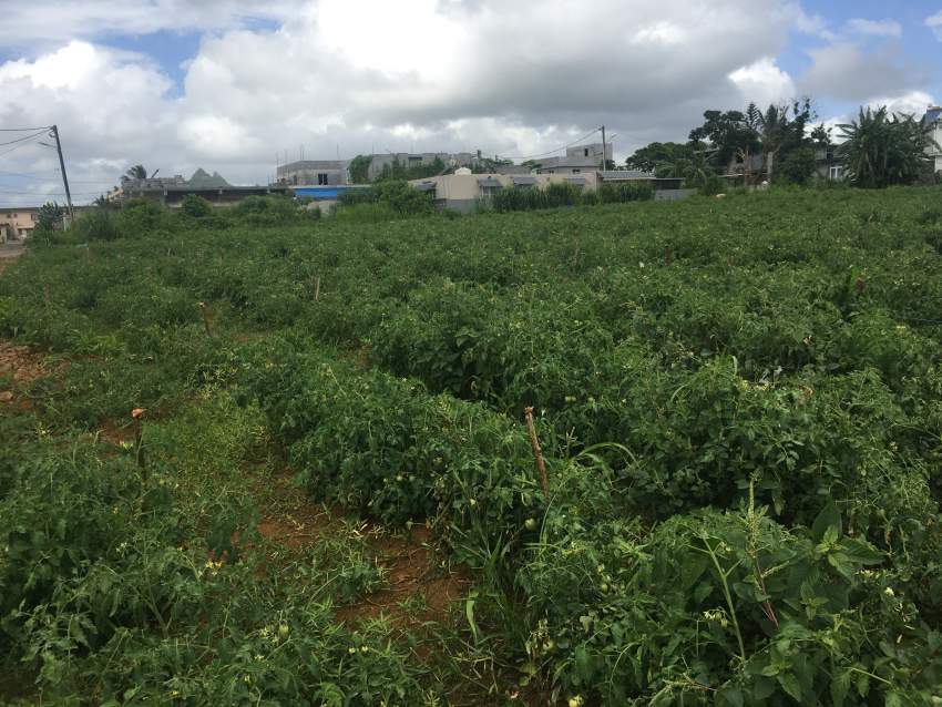 Urgent sale on Aster Vender