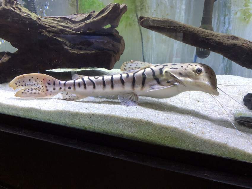 *RARE* Dolphin Head Tiger Shovel Nose Catfish on Aster Vender