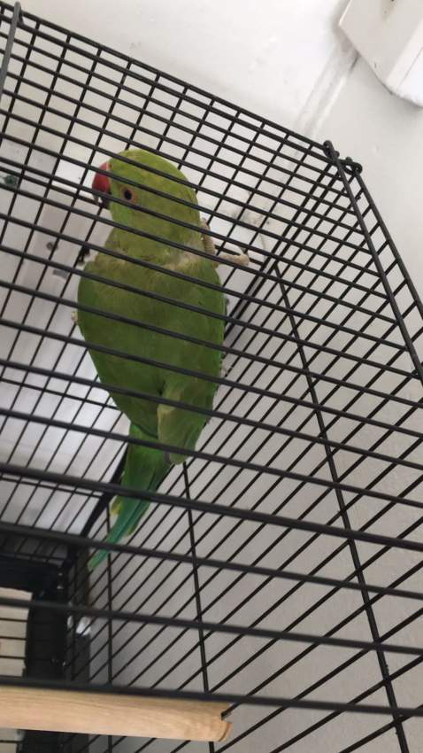 Cato vert semi apprivoisé on Aster Vender