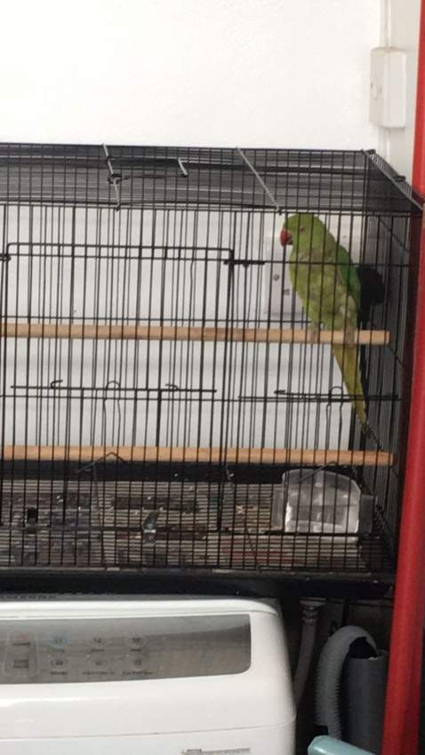 Cato vert for sale semi apprivoiser avec bird cage - 2 - Birds  on Aster Vender