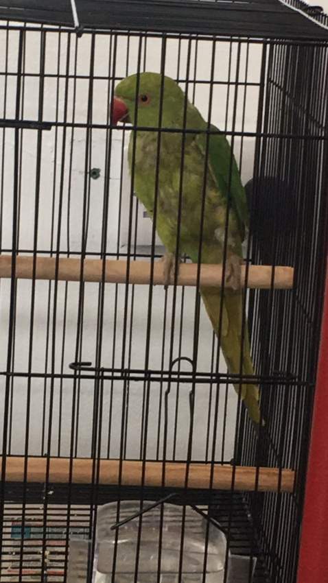 Cato vert for sale semi apprivoiser avec bird cage on Aster Vender