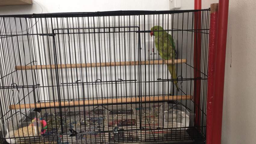Cato vert for sale semi apprivoiser avec bird cage - 3 - Birds  on Aster Vender