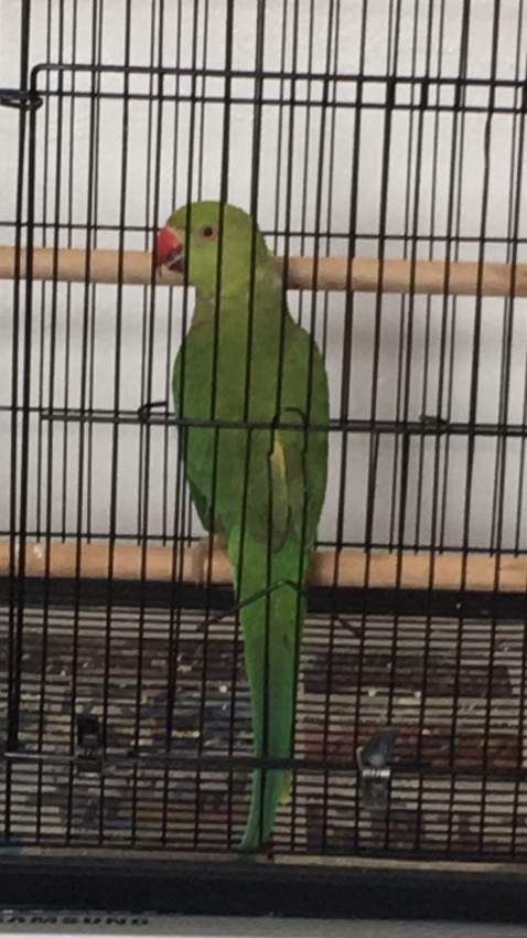 Cato vert for sale semi apprivoiser avec bird cage - 1 - Birds  on Aster Vender