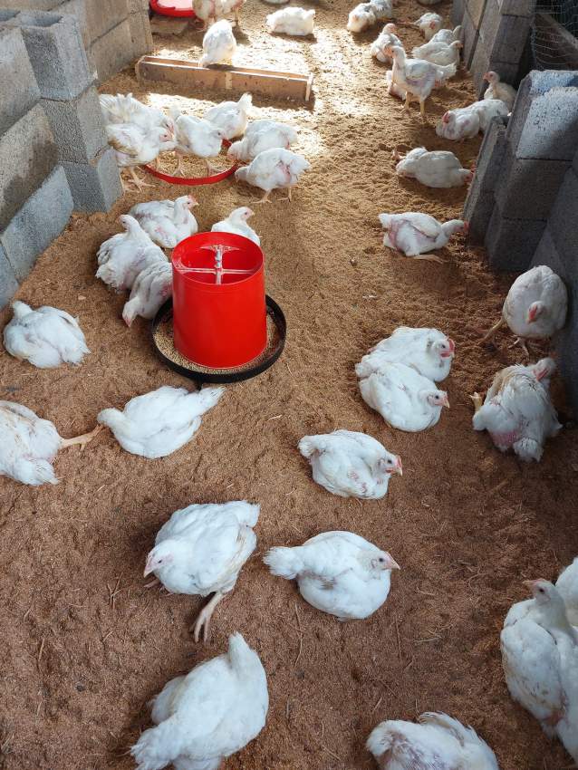 Broiler for sale, - 0 - Poultry  on Aster Vender