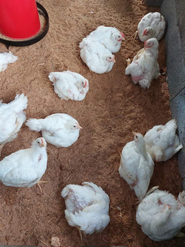 Broiler for sale, - 1 - Poultry  on Aster Vender